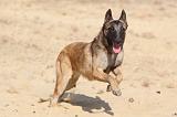 MALINOIS 126